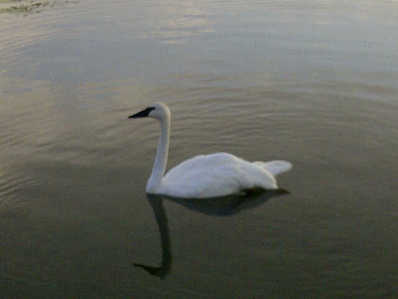 A swan who likes to visit the dock in the early mornings at the rental cottage.